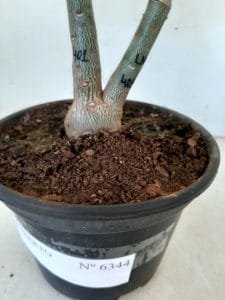 ENXERTO 6344 – 22cm  (cor LM 401) - Imagem 8