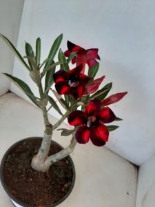 ENXERTO 6344 – 22cm  (cor LM 401) - Imagem 4