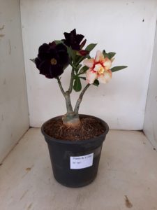 LEILÃO Nº 507 - Imagem 3