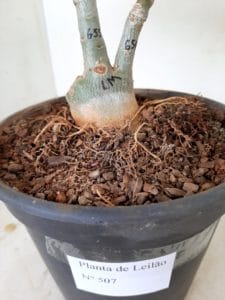 LEILÃO Nº 507 - Imagem 9