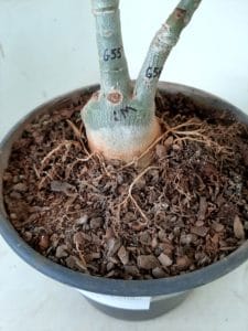 LEILÃO Nº 507 - Imagem 8