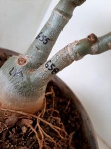 LEILÃO Nº 507 - Imagem 7