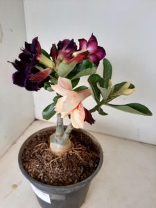 LEILÃO Nº 507 - Imagem 6