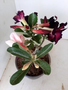 LEILÃO Nº 507 - Imagem 5