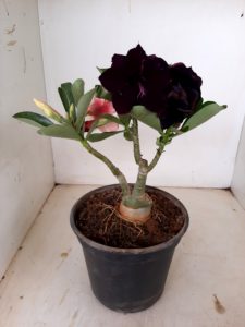 LEILÃO Nº 507 - Imagem 4