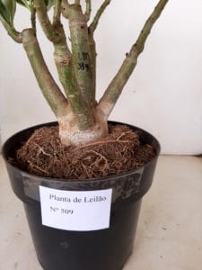 LEILÃO Nº 509 - Imagem 10