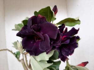 LEILÃO Nº 509 - Imagem 3