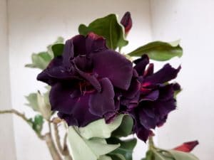 LEILÃO Nº 509 - Imagem 7