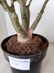 LEILÃO Nº 509 - Imagem 9