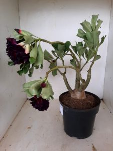 LEILÃO Nº 509 - Imagem 4