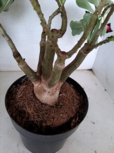 LEILÃO Nº 509 - Imagem 8