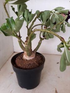 LEILÃO Nº 509 - Imagem 6