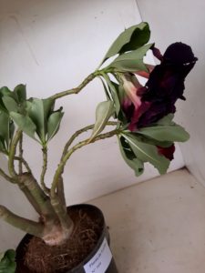 LEILÃO Nº 509 - Imagem 5