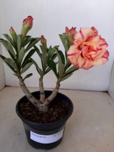 ENXERTO 6453 – 20cm  (cor LM 515) - Imagem 3