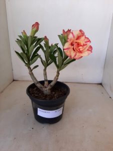 ENXERTO 6453 – 20cm  (cor LM 515) - Imagem 2