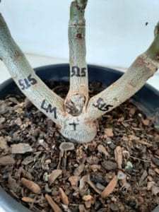 ENXERTO 6453 – 20cm  (cor LM 515) - Imagem 8