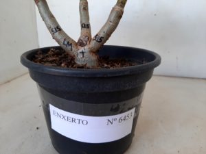 ENXERTO 6453 – 20cm  (cor LM 515) - Imagem 7