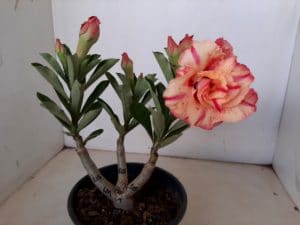 ENXERTO 6453 – 20cm  (cor LM 515) - Imagem 6