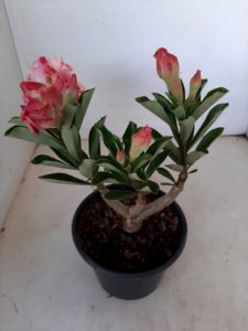 ENXERTO 6453 – 20cm  (cor LM 515) - Imagem 4