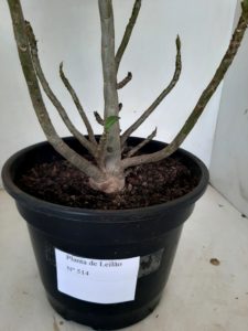 LEILÃO Nº 514 - Imagem 10