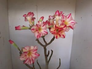 LEILÃO Nº 514 - Imagem 4