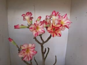 LEILÃO Nº 514 - Imagem 9