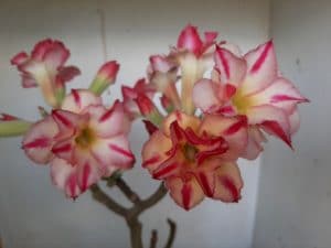 LEILÃO Nº 514 - Imagem 8