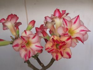 LEILÃO Nº 514 - Imagem 3