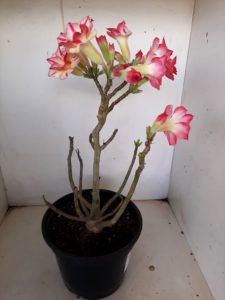 LEILÃO Nº 514 - Imagem 7