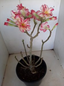 LEILÃO Nº 514 - Imagem 6