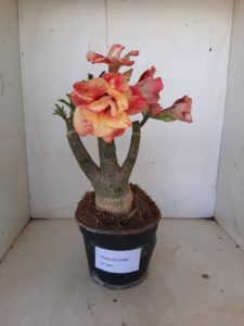 LEILÃO Nº 516 - Imagem 8