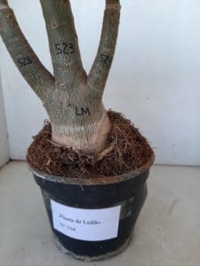 LEILÃO Nº 516 - Imagem 7