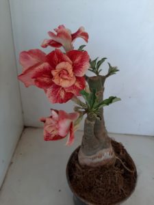 LEILÃO Nº 516 - Imagem 5