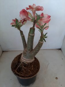 LEILÃO Nº 516 - Imagem 4