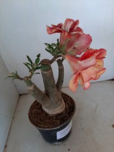 LEILÃO Nº 516 - Imagem 3