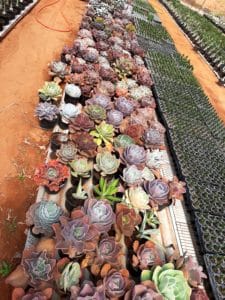 01 - Muitas NOVIDADES em breve....