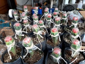 01 - Muitas NOVIDADES em breve.... - Imagem 83