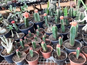 01 - Muitas NOVIDADES em breve.... - Imagem 82