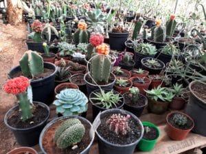 01 - Muitas NOVIDADES em breve.... - Imagem 79