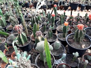 01 - Muitas NOVIDADES em breve.... - Imagem 76