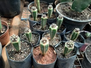 01 - Muitas NOVIDADES em breve.... - Imagem 72