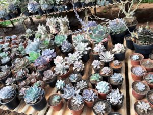 01 - Muitas NOVIDADES em breve.... - Imagem 58