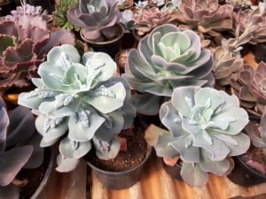 01 - Muitas NOVIDADES em breve.... - Imagem 55