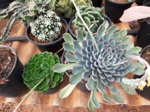 01 - Muitas NOVIDADES em breve.... - Imagem 41