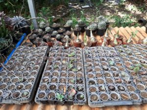 01 - Muitas NOVIDADES em breve.... - Imagem 38