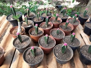 01 - Muitas NOVIDADES em breve.... - Imagem 37