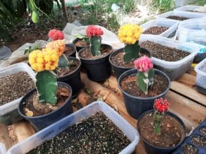 01 - Muitas NOVIDADES em breve.... - Imagem 32