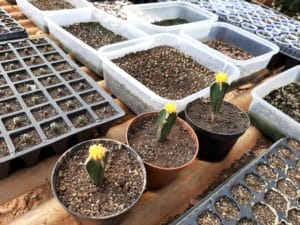 01 - Muitas NOVIDADES em breve.... - Imagem 30