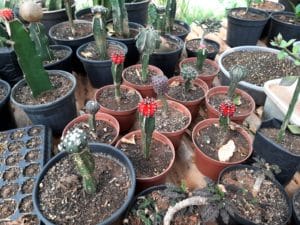 01 - Muitas NOVIDADES em breve.... - Imagem 22