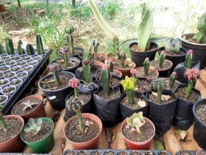 01 - Muitas NOVIDADES em breve.... - Imagem 21